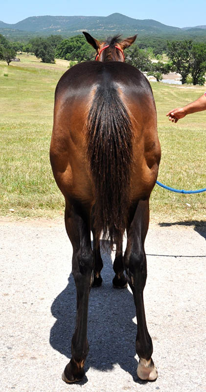 L.A. Waters Quarter Horses