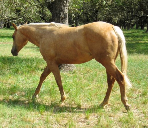 L.A. Waters Quarter Horses