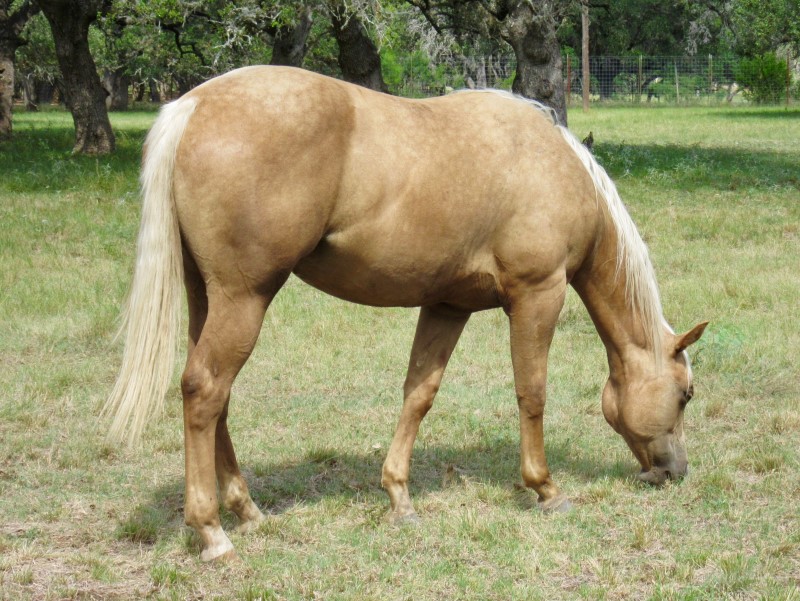 L.A. Waters Quarter Horses