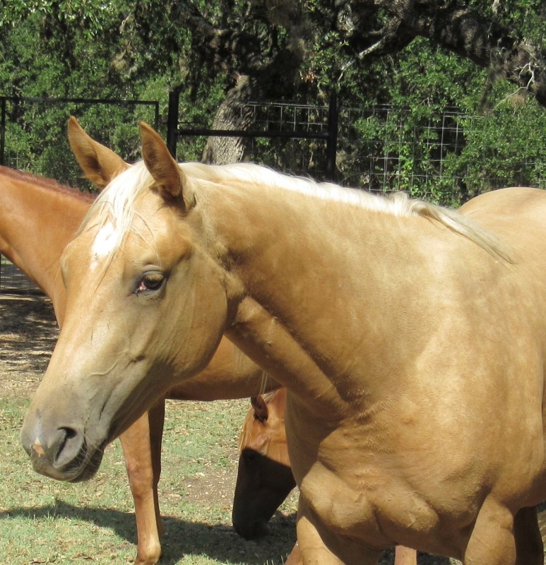 L.A. Waters Quarter Horses