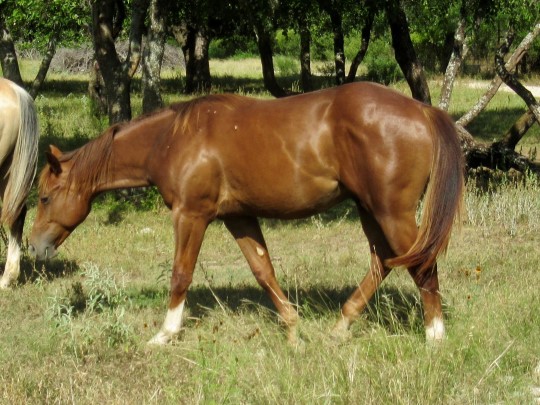 L.A. Waters Quarter Horses