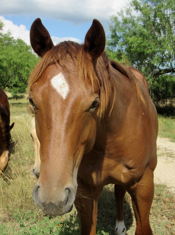 L.A. Waters Quarter Horses