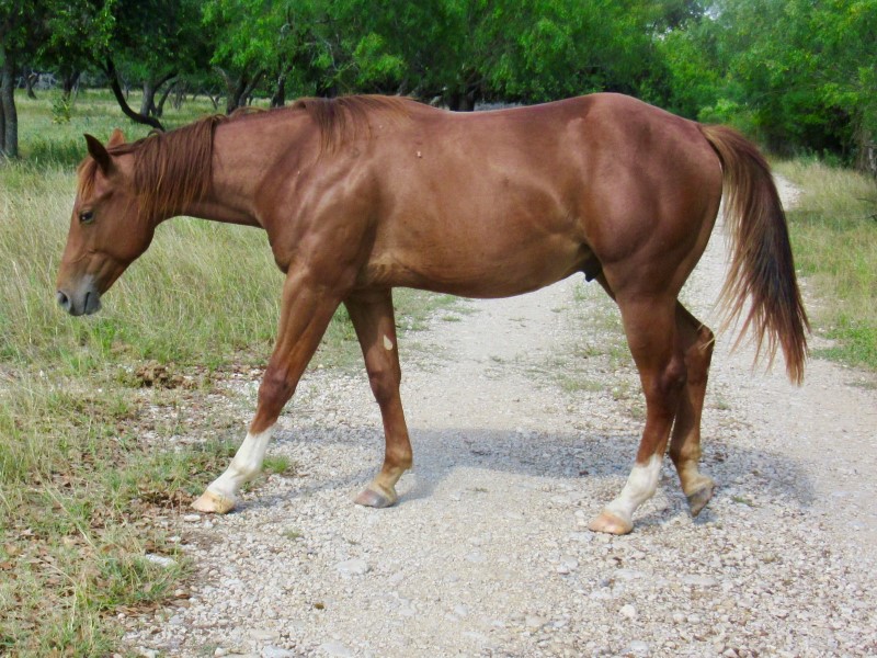 L.A. Waters Quarter Horses