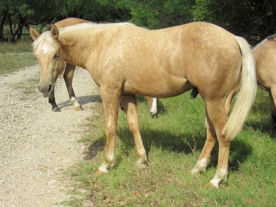 L.A. Waters Quarter Horses