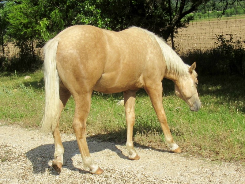 L.A. Waters Quarter Horses