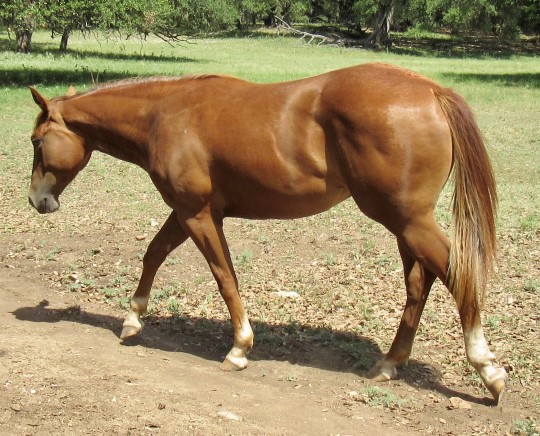 L.A. Waters Quarter Horses