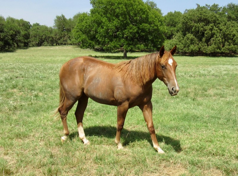 L.A. Waters Quarter Horses