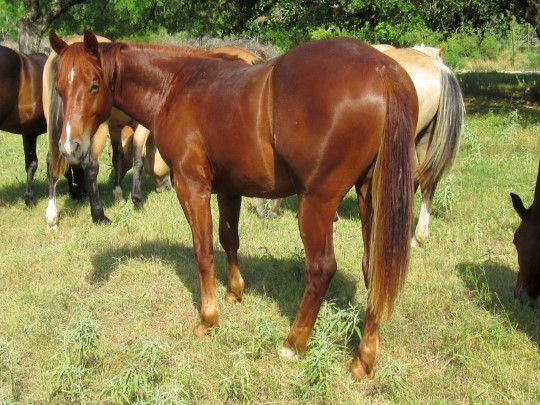 L.A. Waters Quarter Horses