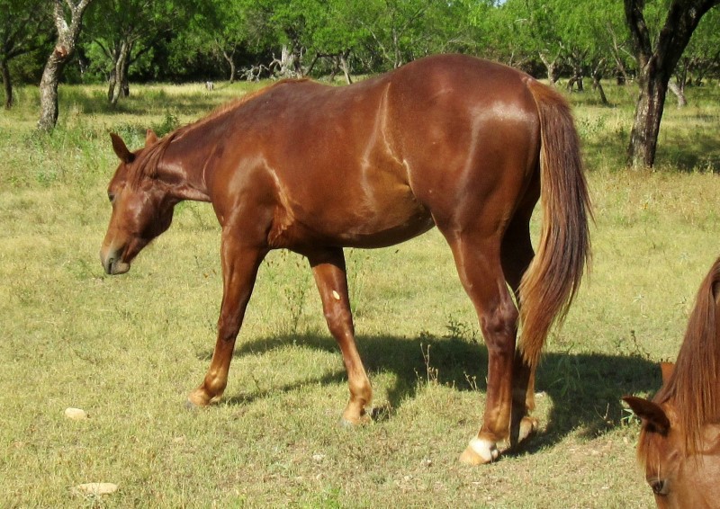 L.A. Waters Quarter Horses