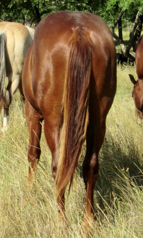 L.A. Waters Quarter Horses