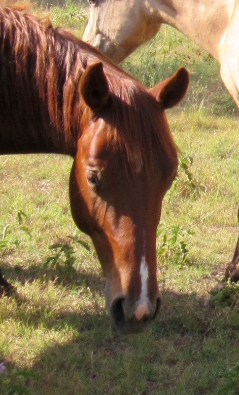 L.A. Waters Quarter Horses