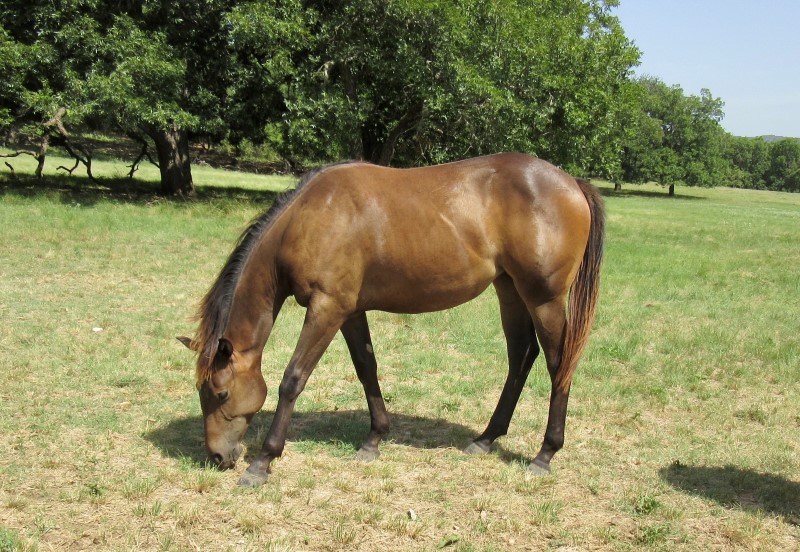 L.A. Waters Quarter Horses