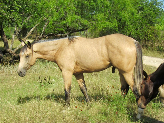 L.A. Waters Quarter Horses