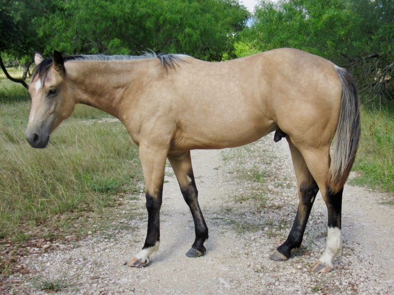 L.A. Waters Quarter Horses