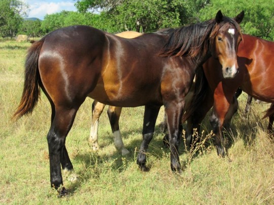 L.A. Waters Quarter Horses