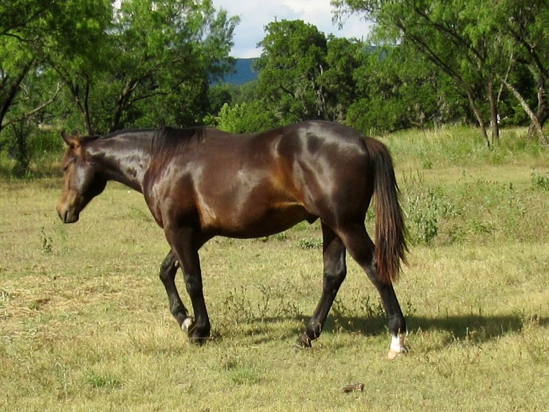 L.A. Waters Quarter Horses