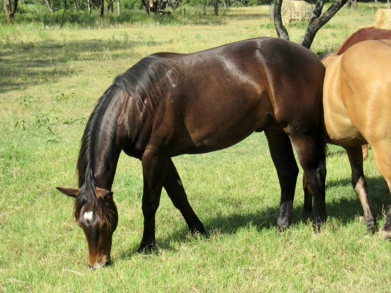 L.A. Waters Quarter Horses