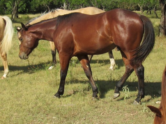 L.A. Waters Quarter Horses