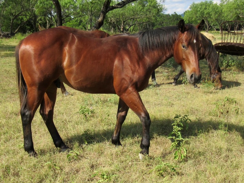 L.A. Waters Quarter Horses