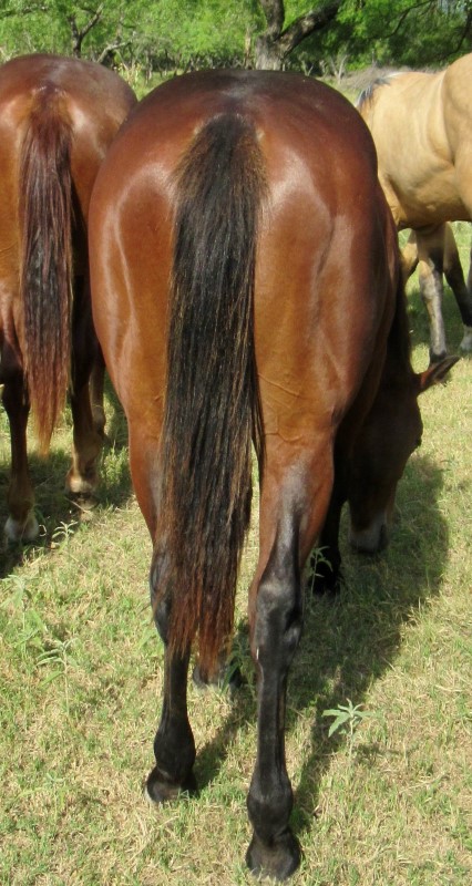 L.A. Waters Quarter Horses