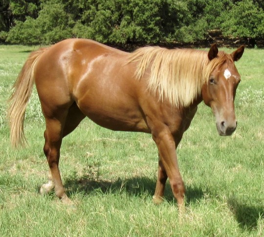 L.A. Waters Quarter Horses