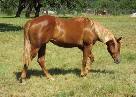 L.A. Waters Quarter Horses