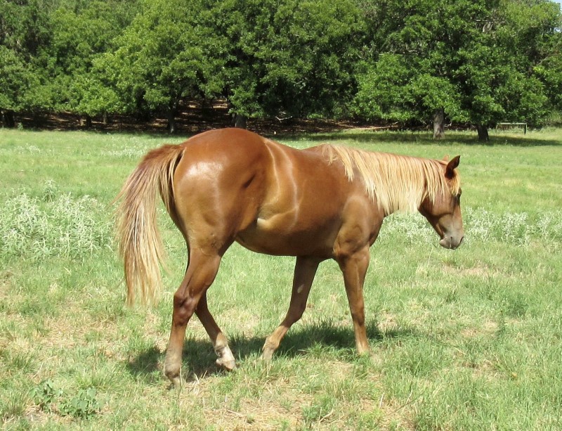 L.A. Waters Quarter Horses