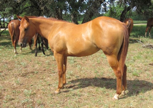 L.A. Waters Quarter Horses