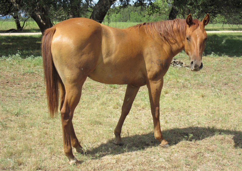 L.A. Waters Quarter Horses