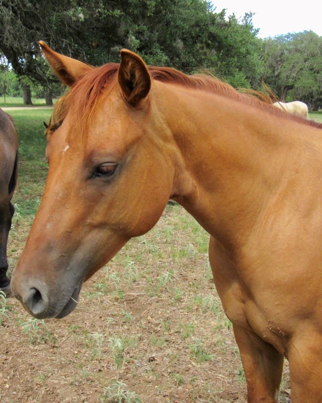 L.A. Waters Quarter Horses