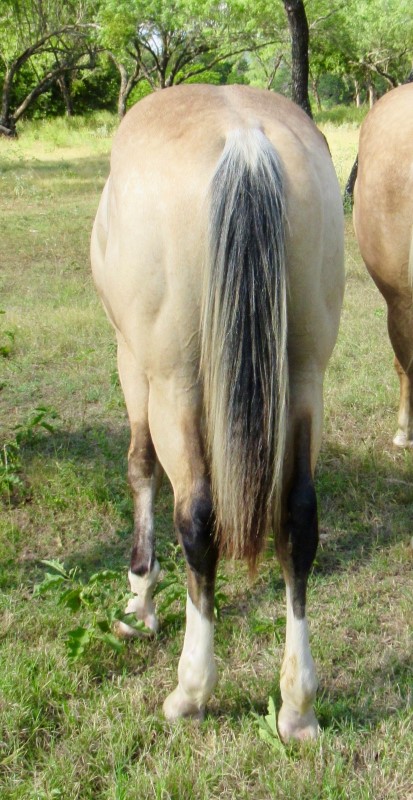 L.A. Waters Quarter Horses