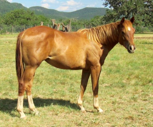 L.A. Waters Quarter Horses