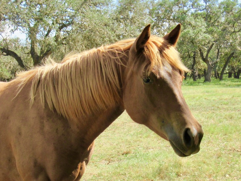 L.A. Waters Quarter Horses