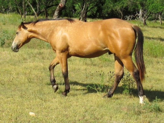 L.A. Waters Quarter Horses