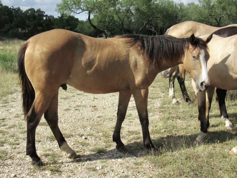 L.A. Waters Quarter Horses