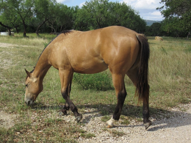 L.A. Waters Quarter Horses