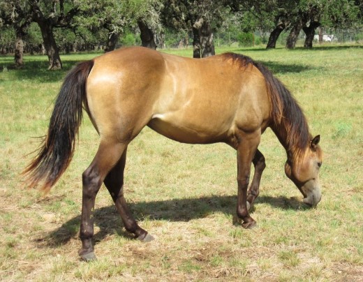 L.A. Waters Quarter Horses