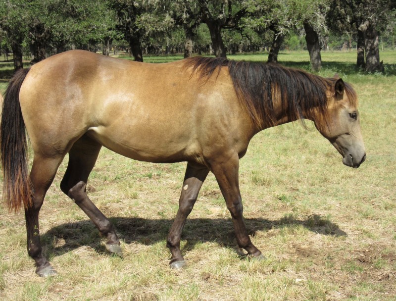 L.A. Waters Quarter Horses