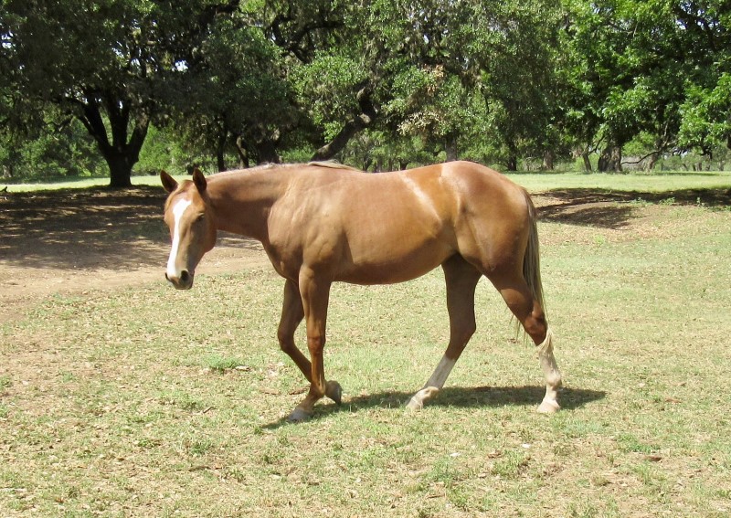 L.A. Waters Quarter Horses