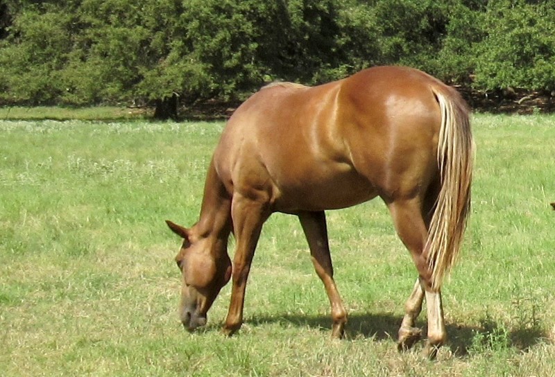 L.A. Waters Quarter Horses