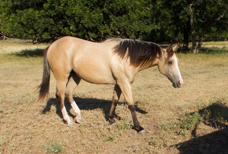 L.A. Waters Quarter Horses