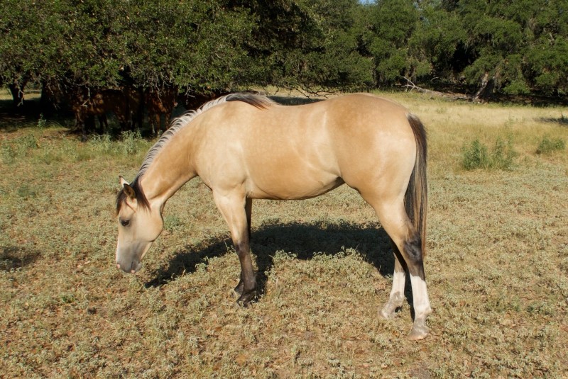 L.A. Waters Quarter Horses