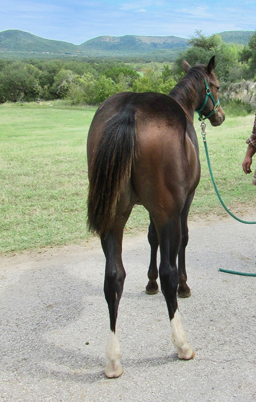 L.A. Waters Quarter Horses