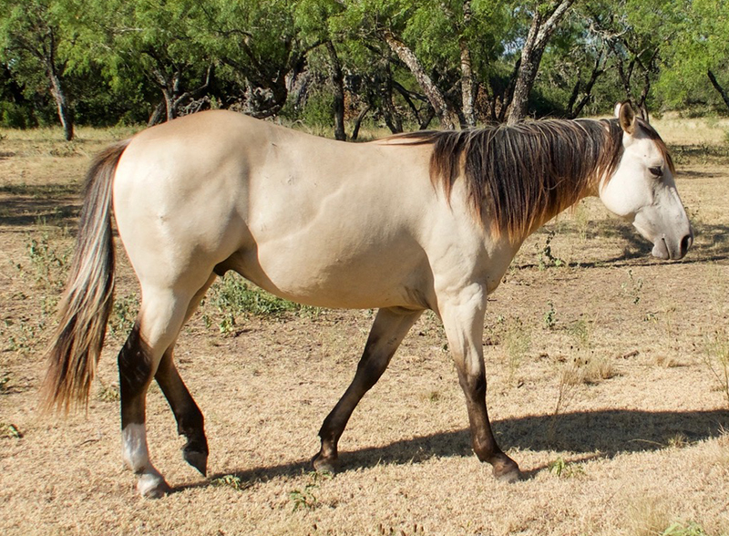 L.A. Waters Quarter Horses