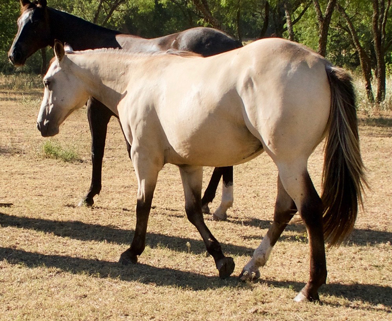 L.A. Waters Quarter Horses