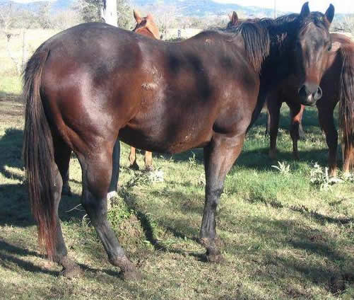 L.A. Waters Quarter Horses