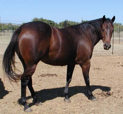 L.A. Waters Quarter Horses