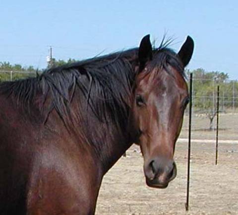 L.A. Waters Quarter Horses