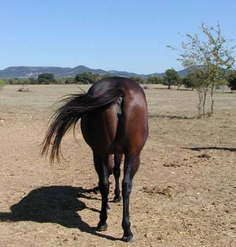 L.A. Waters Quarter Horses