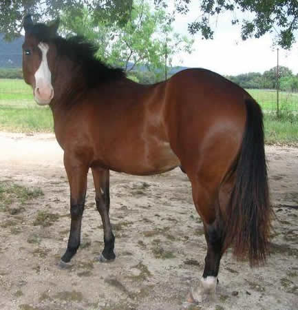 L.A. Waters Quarter Horses